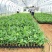 香蕉苗、广西香蕉苗、西贡粉蕉苗
