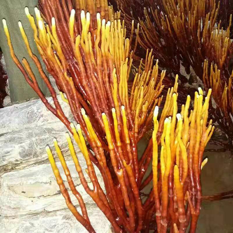 灵芝草，自动家种植的灵芝每一个都有50公分以上
