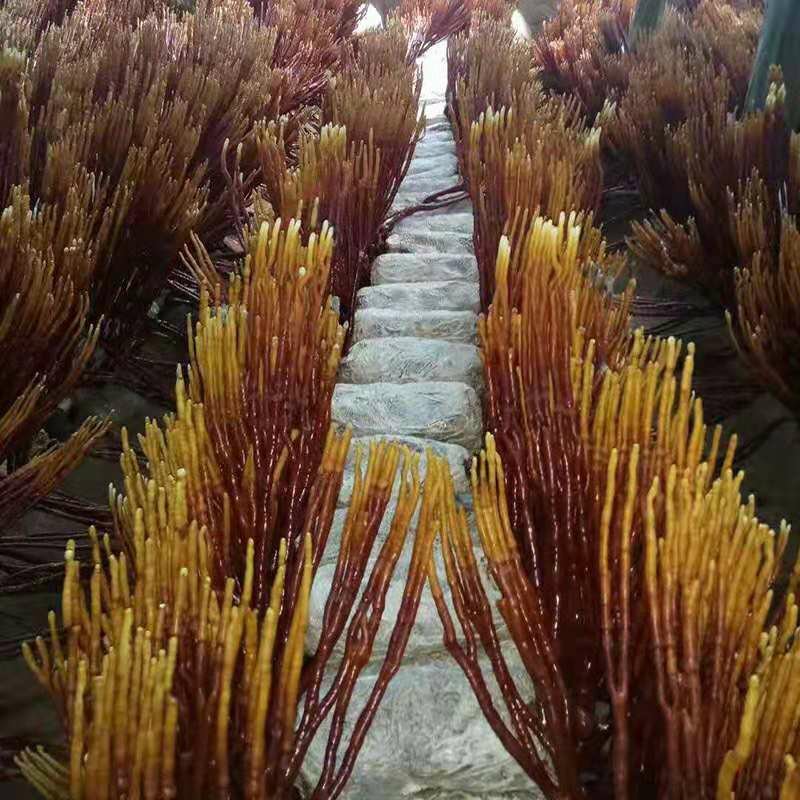 灵芝草，自动家种植的灵芝每一个都有50公分以上