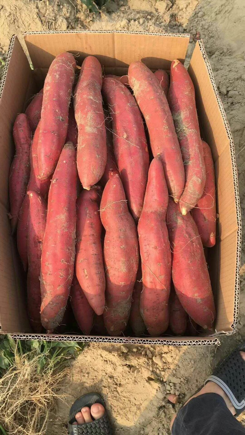 蜜薯，西瓜红龙薯九号个头大均匀色泽鲜艳耐电商美团一件代