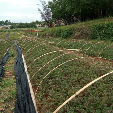 大量出售花椒苗，70到80公分高，0.8元一棵，