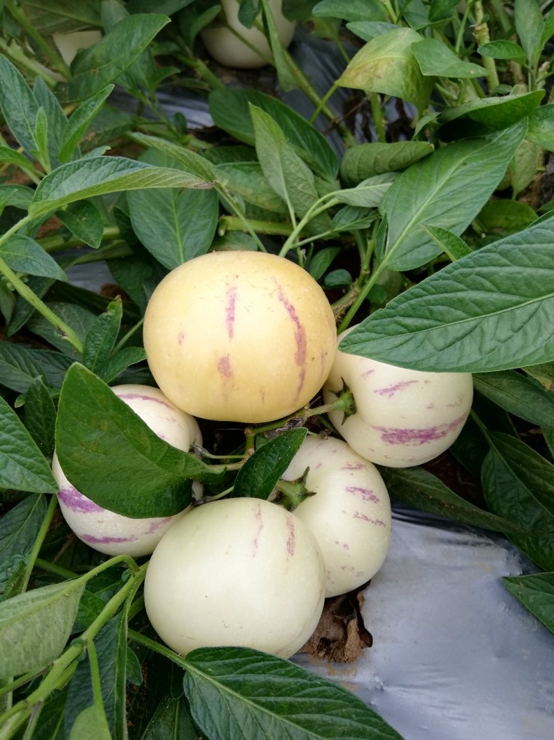 人参果（圆果）