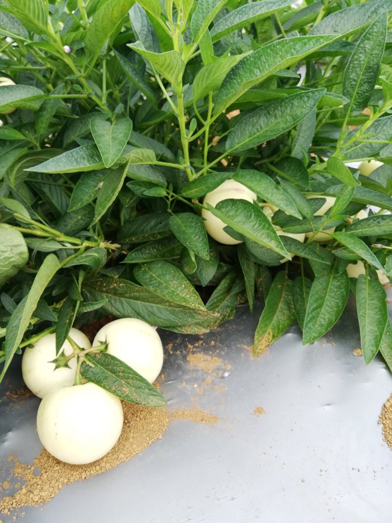 人参果（圆果）