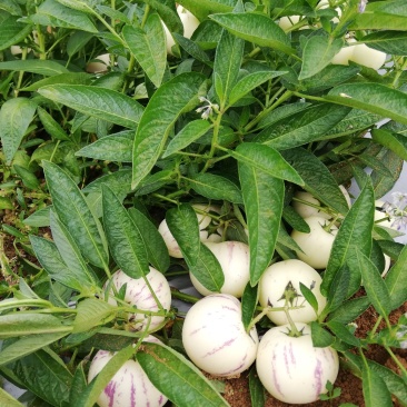 人参果（圆果）