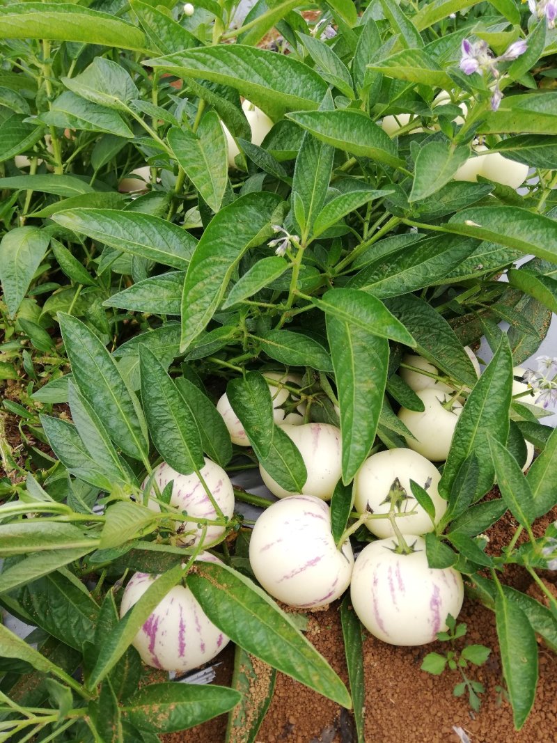 人参果（圆果）