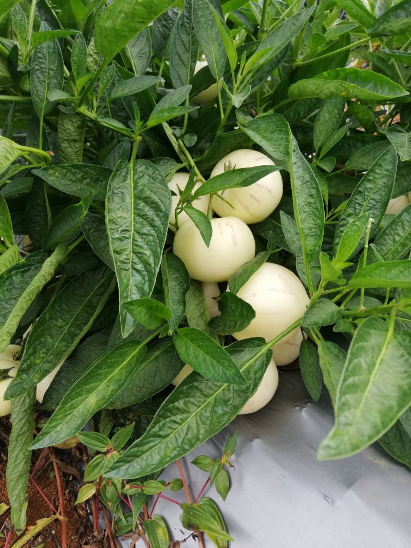 人参果（圆果）