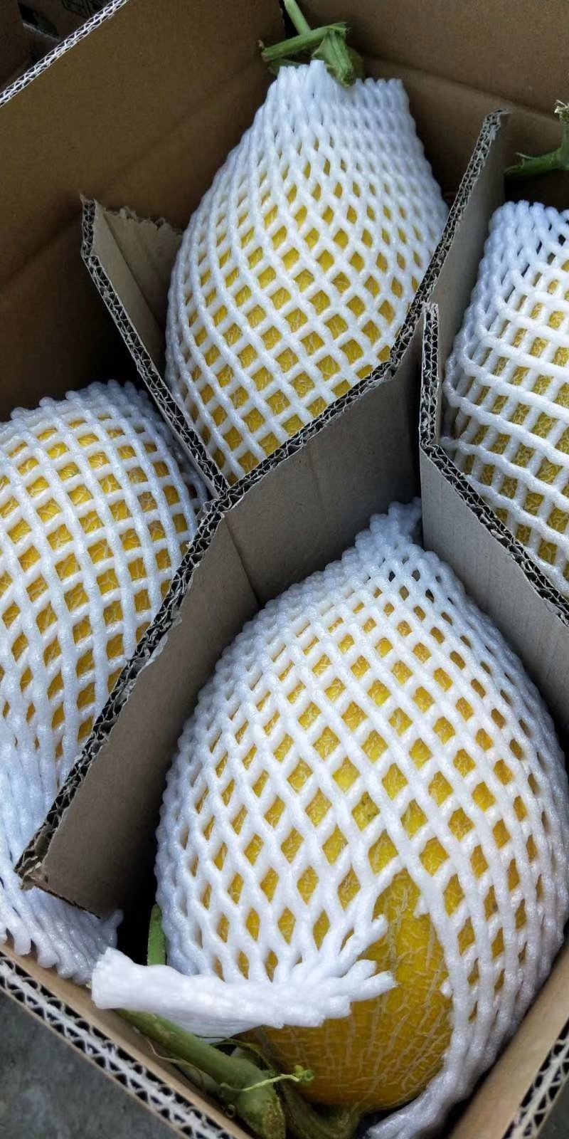 新疆50万亩哈密瓜陆续成熟上市。