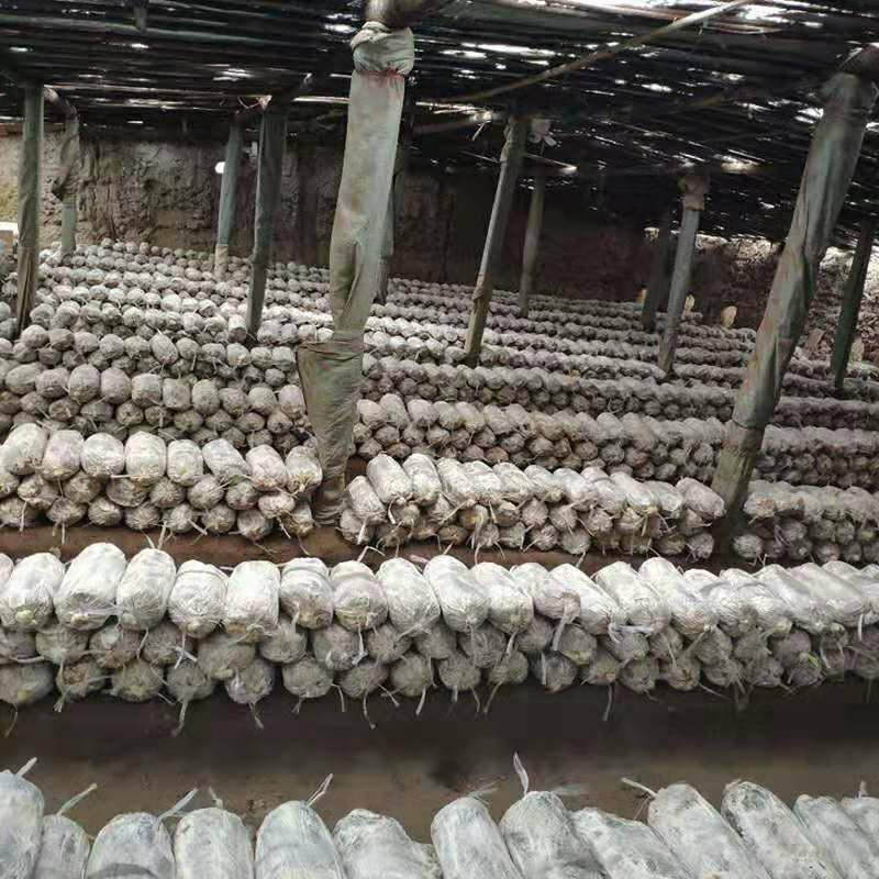 山东冠县灵芝菌棒️️，自产自销，可来我家大棚看货