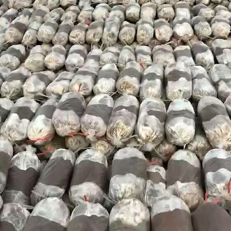 山东冠县灵芝菌棒️️，自产自销，可来我家大棚看货