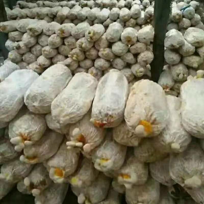 山东冠县灵芝菌棒️️，自产自销，可来我家大棚看货