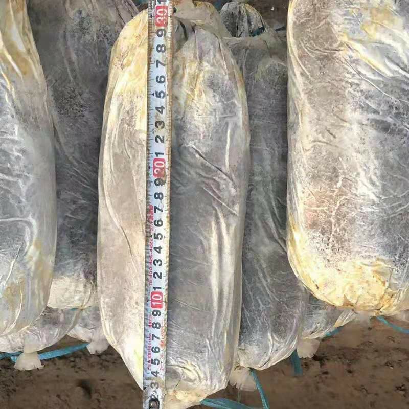 山东冠县灵芝菌棒️️，自产自销，可来我家大棚看货