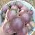 紫百香果，产地一手货源，质量保证欢迎采购