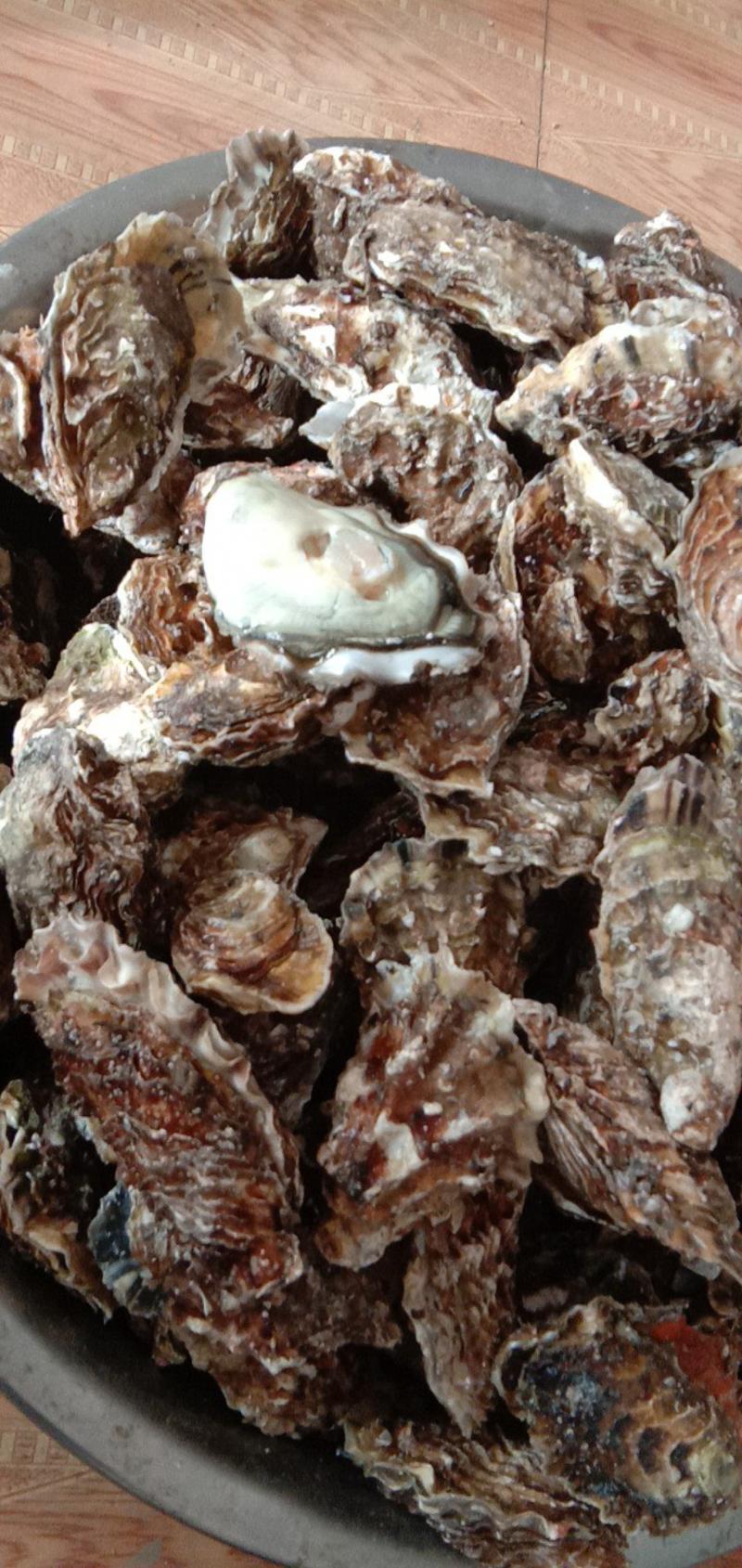 现捕现发新鲜生蚝鲜活高品质带壳海蛎子特大牡蛎贝壳即食