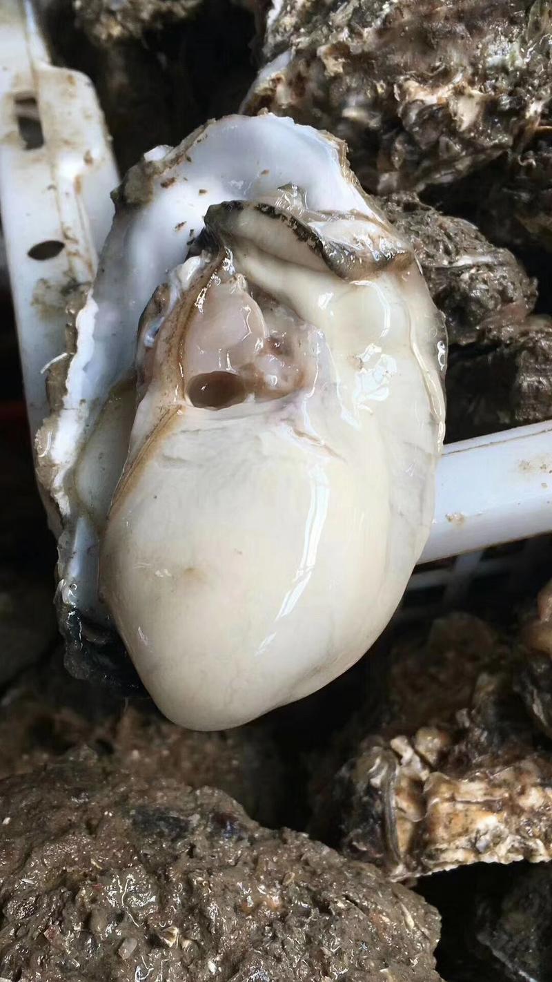 现捕现发新鲜生蚝鲜活高品质带壳海蛎子特大牡蛎贝壳即食