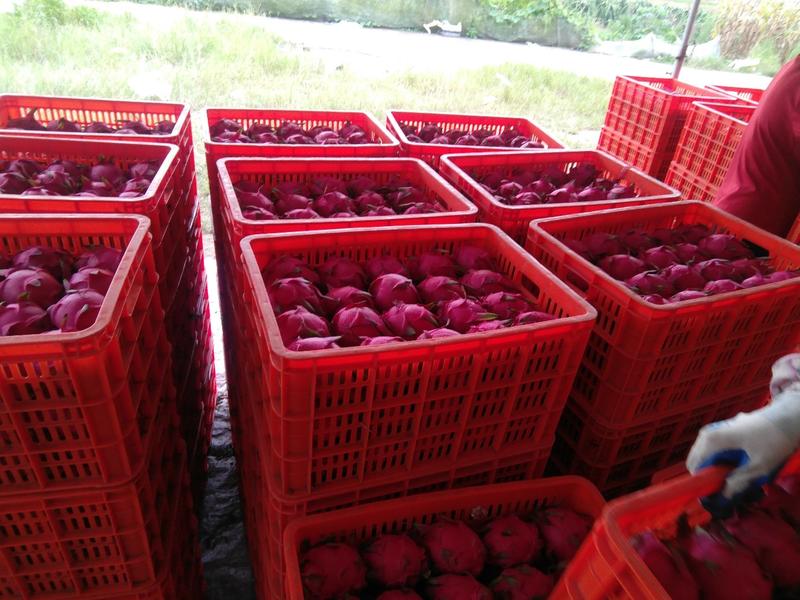 第十三批大红火龙果已红头2天后可上市，有想法的老板请洽谈