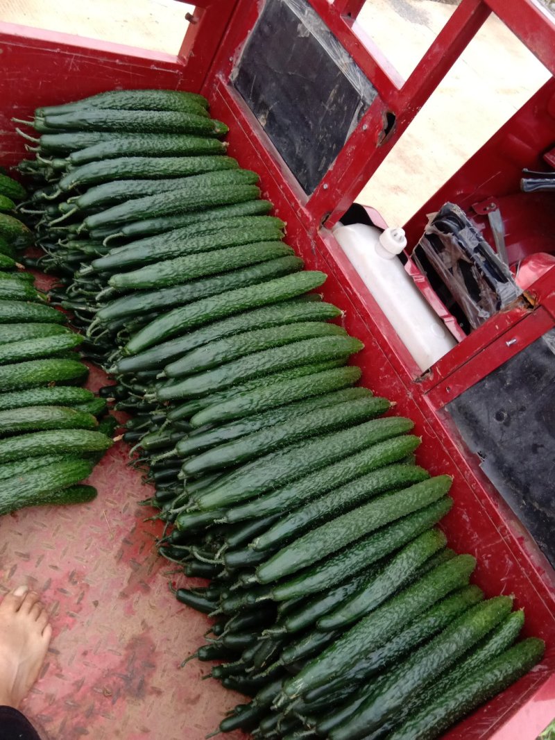 贵州平坝青瓜