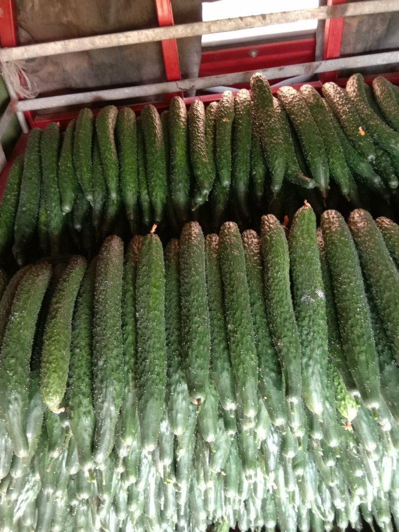 贵州平坝青瓜