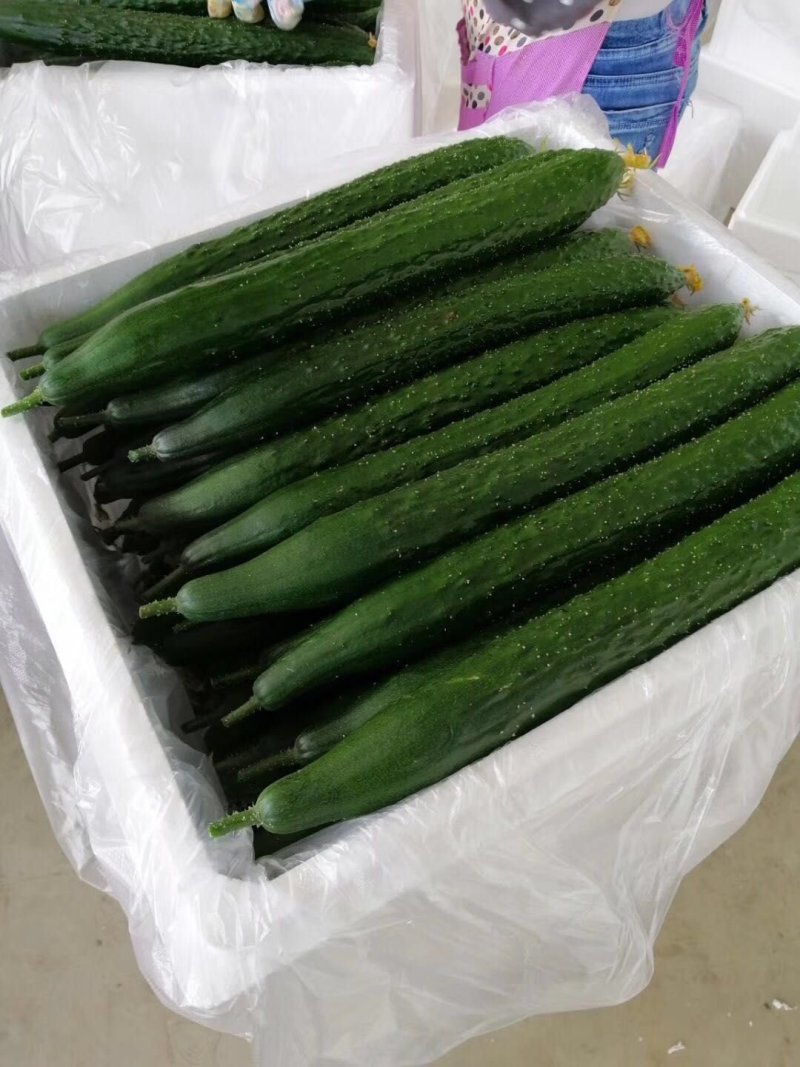 精品亮条黄瓜，大量上市，大量有货。。。。
