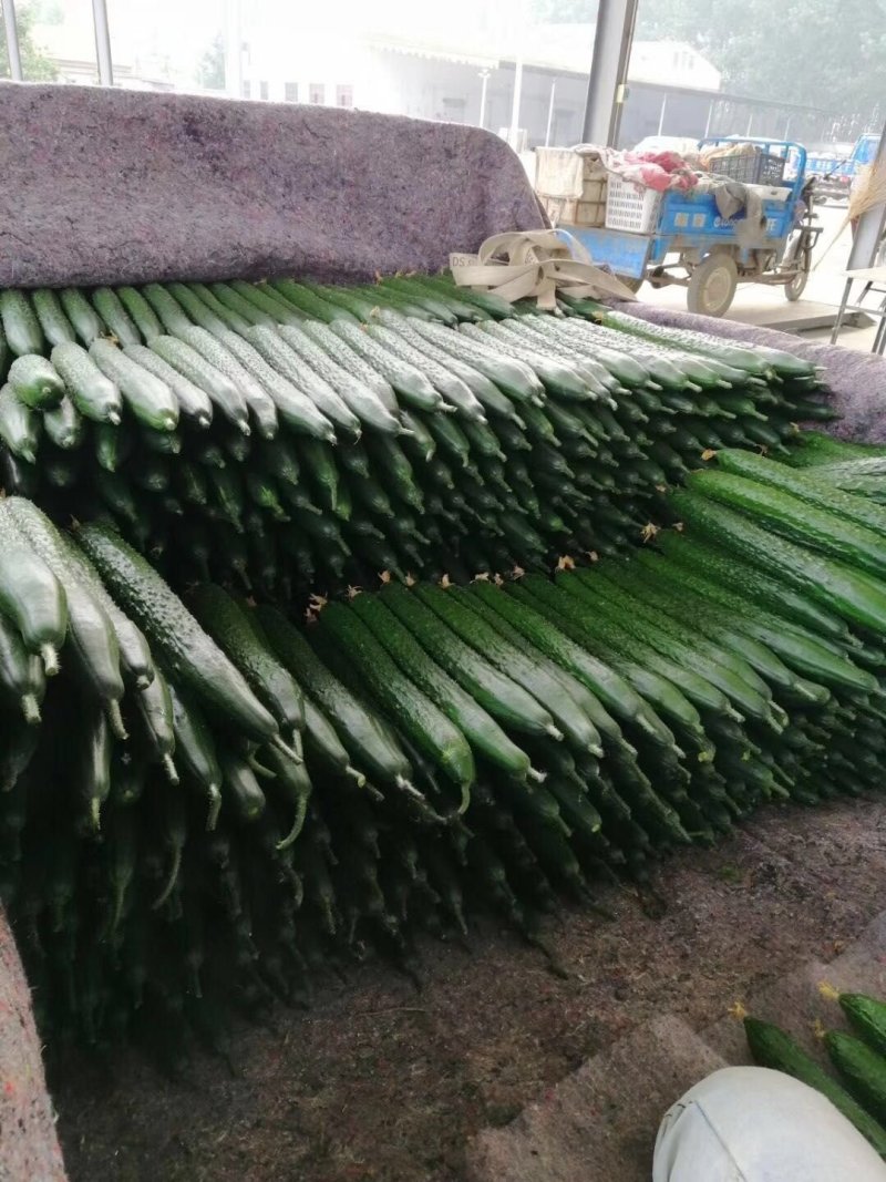 精品亮条黄瓜，大量上市，大量有货。。。。
