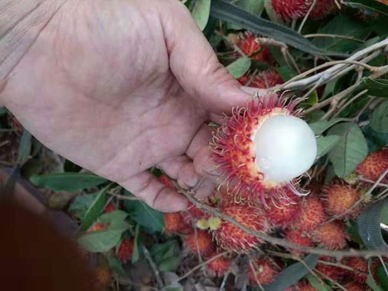 越南毛荔枝