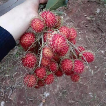 越南毛荔枝