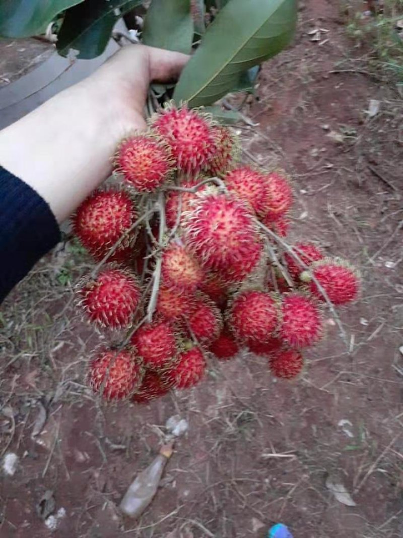 越南毛荔枝