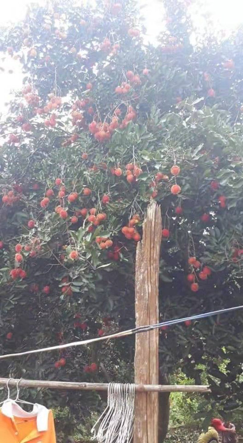 越南毛荔枝