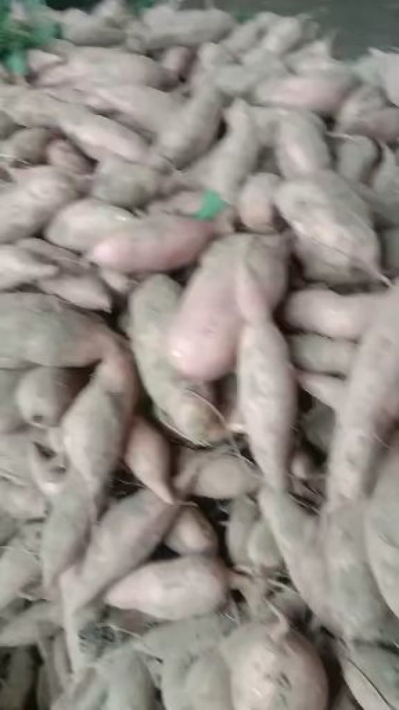 【推荐】红薯龙薯九开封沙地红薯可视频看货产地直发