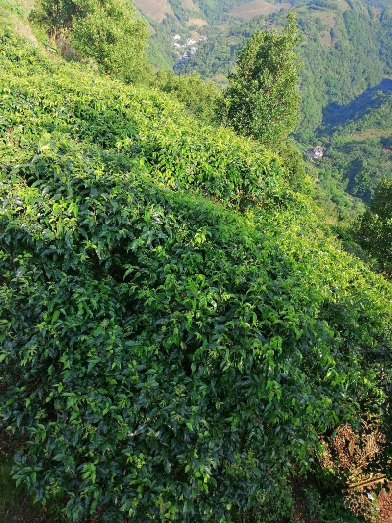 小叶苦丁