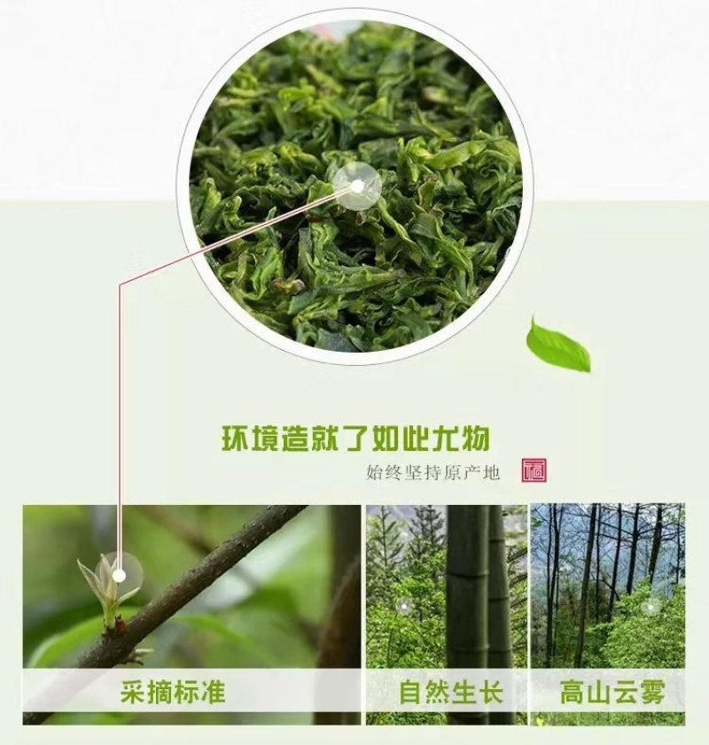小叶苦丁