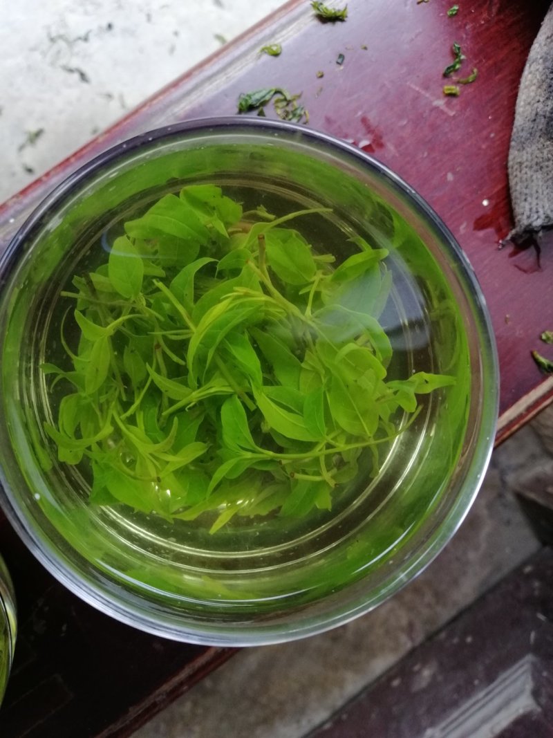 小叶苦丁