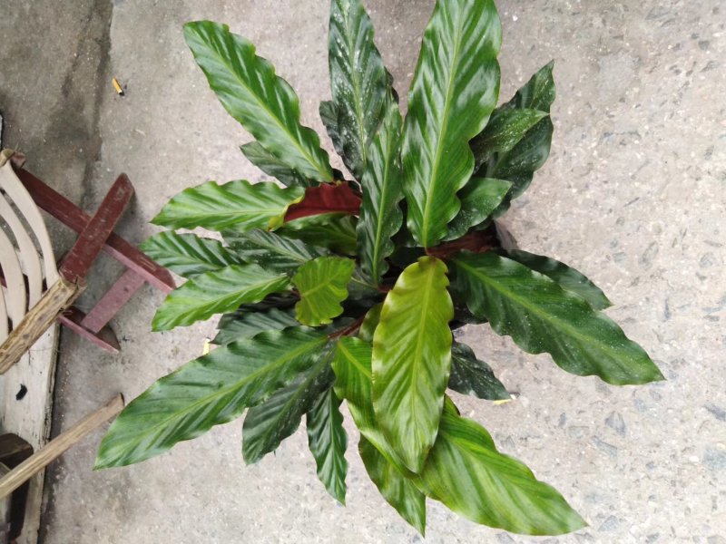 精品18杯波浪竹芋又称紫背竹芋