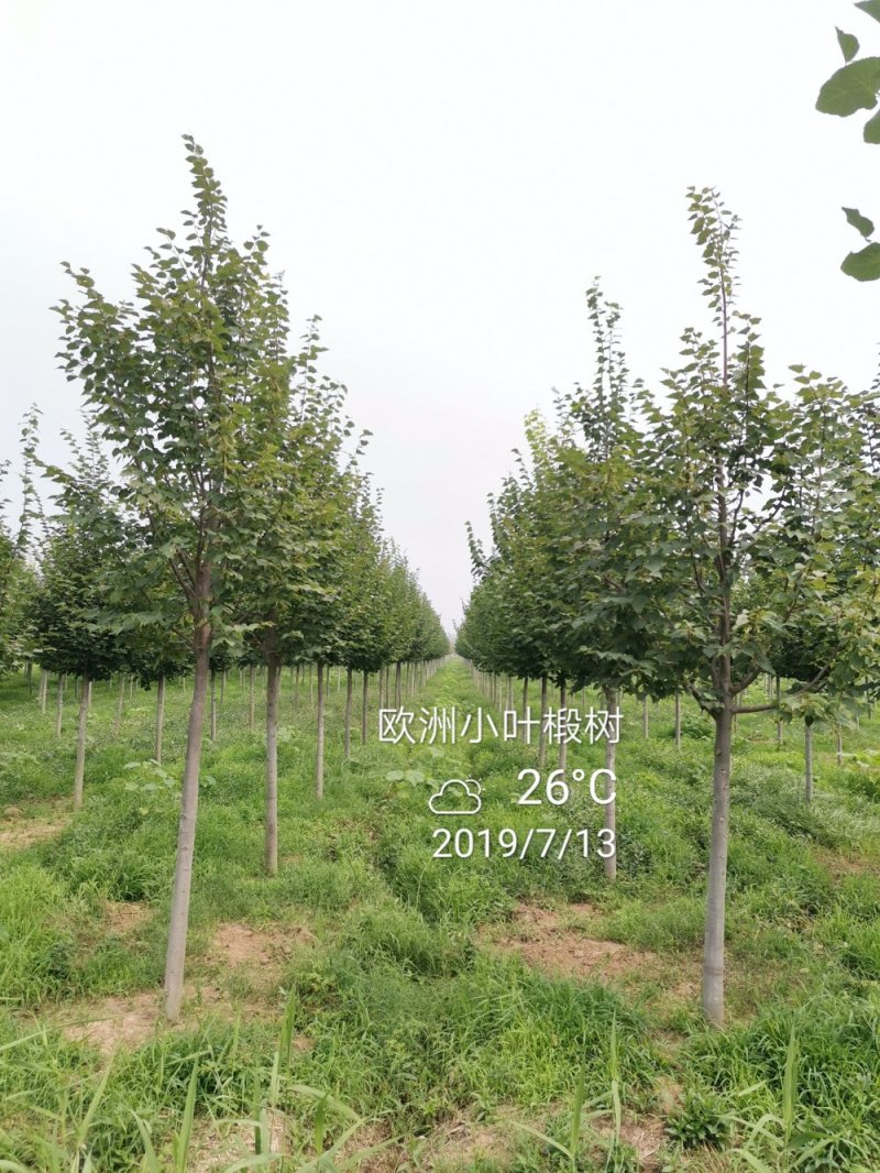 欧洲大小叶椴树紫叶椴树大小规格均有