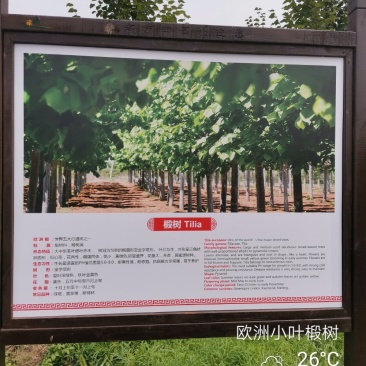 欧洲大小叶椴树紫叶椴树大小规格均有