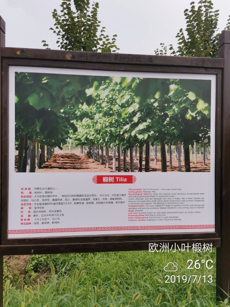 欧洲大小叶椴树紫叶椴树大小规格均有