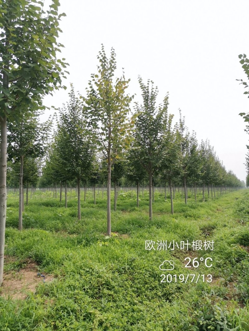 欧洲大小叶椴树紫叶椴树大小规格均有