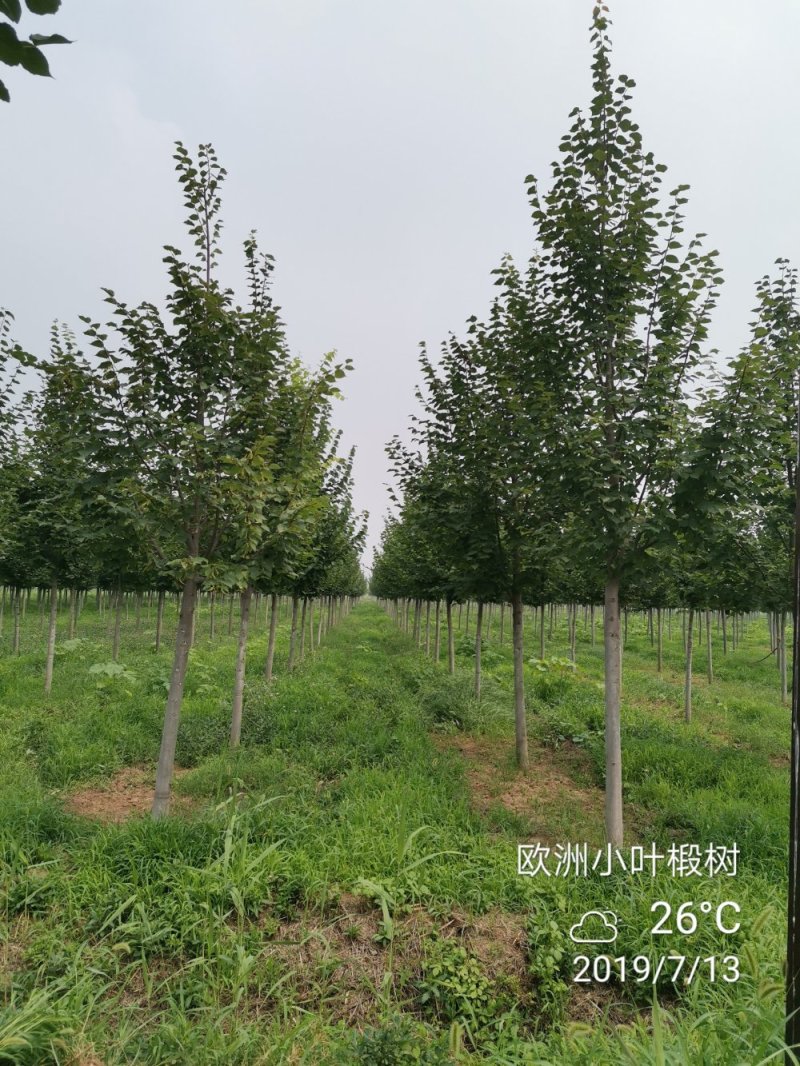 欧洲大小叶椴树紫叶椴树大小规格均有