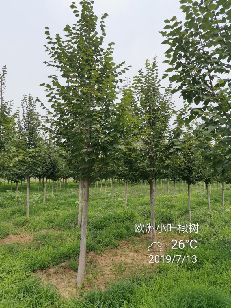 欧洲大小叶椴树紫叶椴树大小规格均有