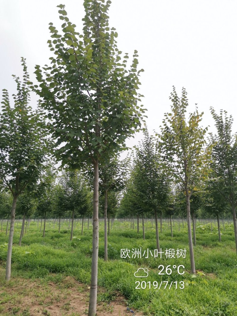 欧洲大小叶椴树紫叶椴树大小规格均有