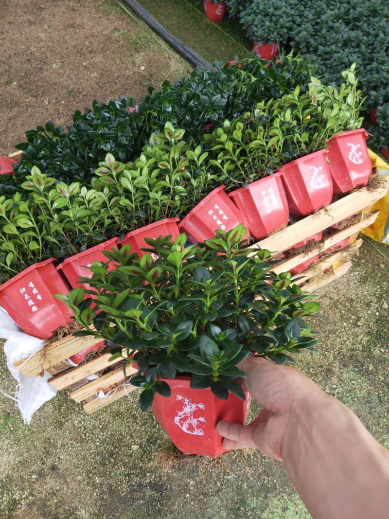 精品八角杯金鱼草带花苞靓货，福建基地自产自销