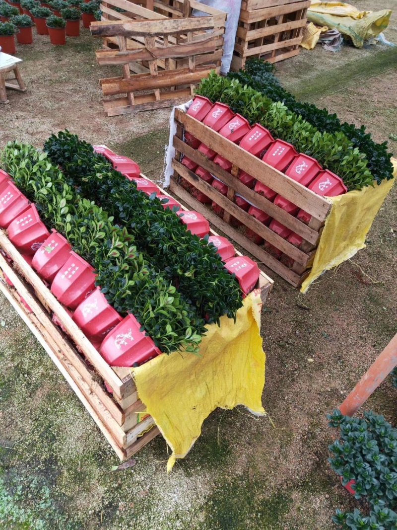 精品八角杯金鱼草带花苞靓货，福建基地自产自销