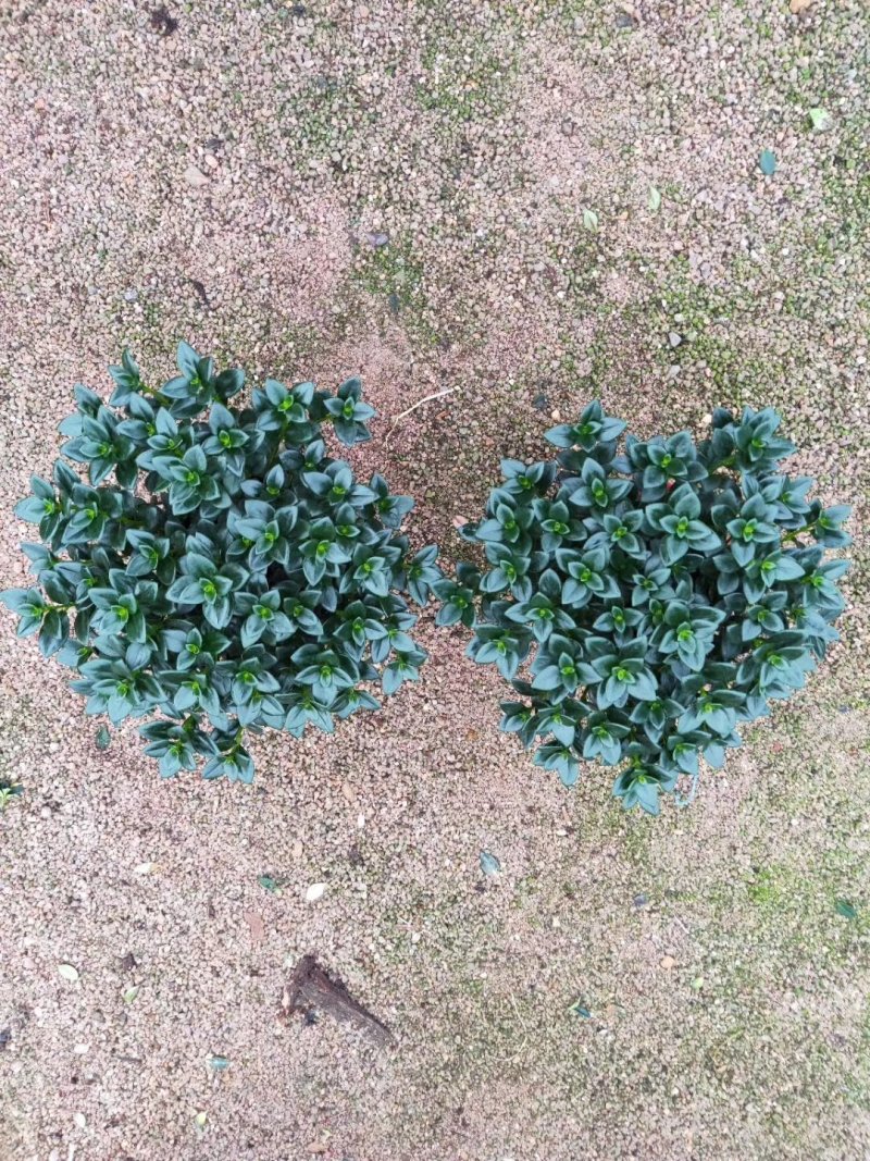 精品八角杯金鱼草带花苞靓货，福建基地自产自销