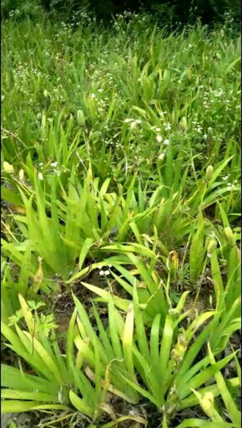 纯后期兰花鸢尾种子（蝴蝶兰种子），颗粒饱满，出苗率高