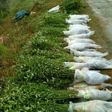 优质梅子苗，一年苗，两年苗