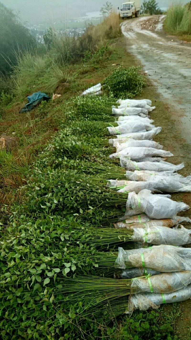 优质梅子苗，一年苗，两年苗