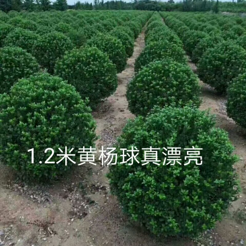 大叶黄杨球