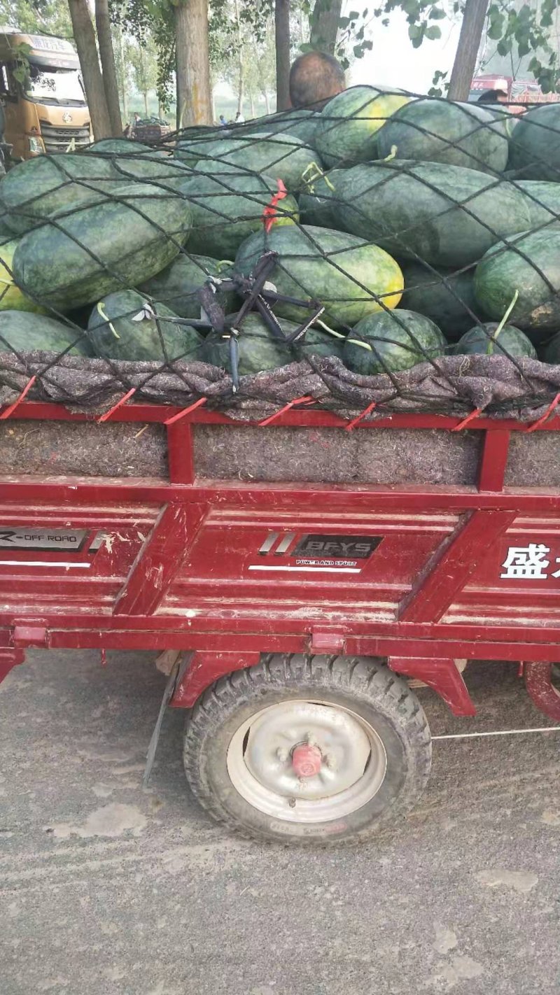 大量供应黑美人西瓜，陆地头茬，皮薄红壤，糖度高