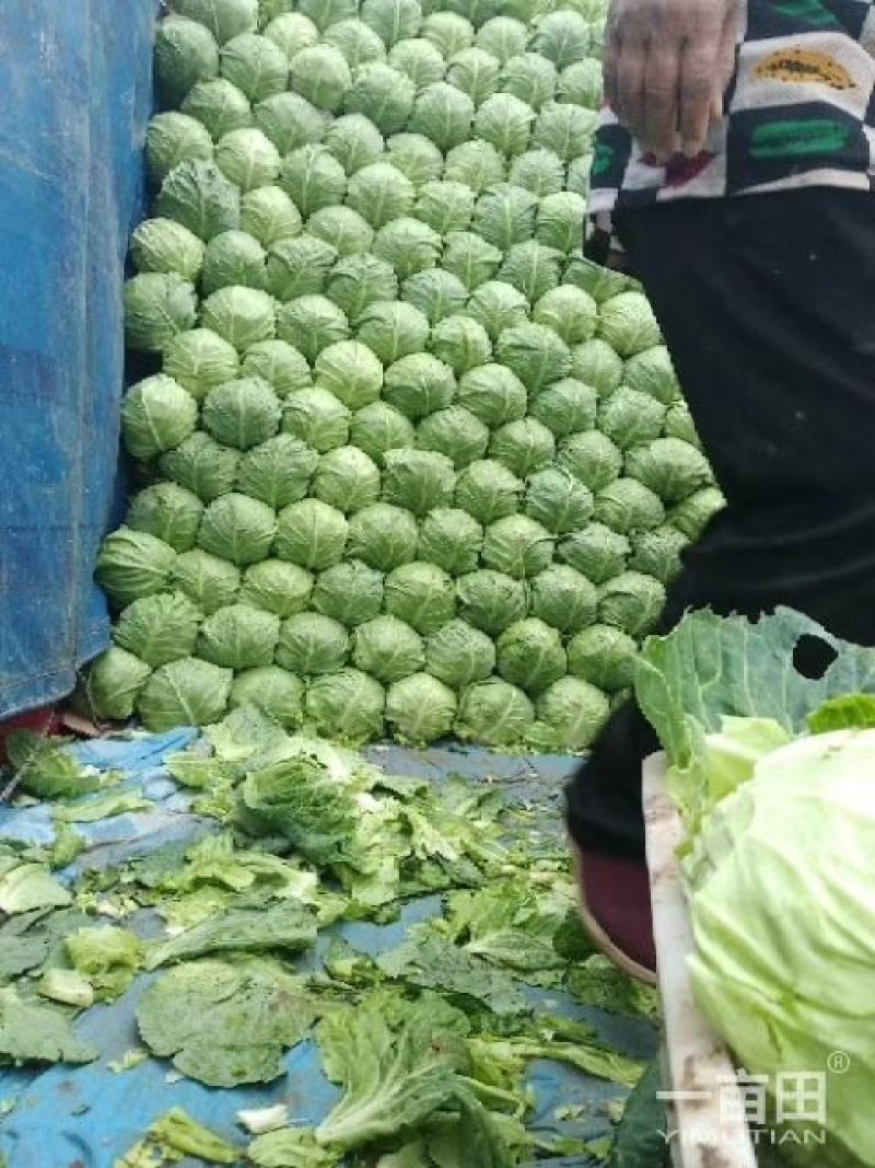 甘蓝大量上市中，数量大，质量优，价格便宜