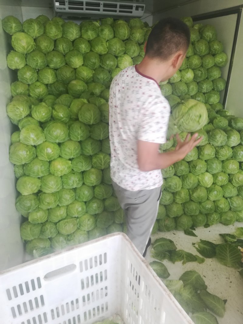 甘蓝大量上市中，数量大，质量优，价格便宜