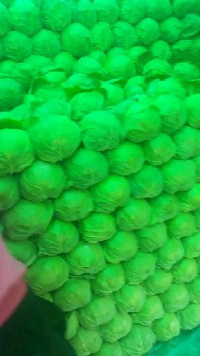 甘蓝大量上市中，数量大，质量优，价格便宜